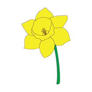 Daffodil Illustration