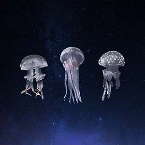 Flying Jellyfish Collage