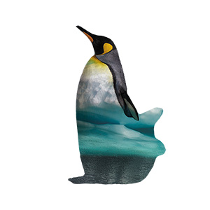 Penguin Ice Collage